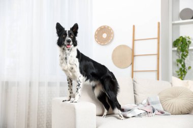 Şirin bir Border Collie köpeği.