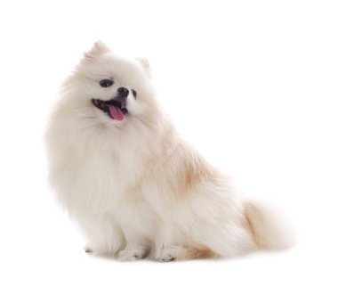 Beyaz arka planda sevimli pomeranya köpeği