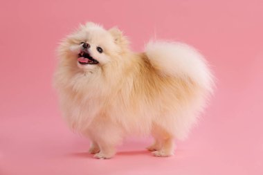 Pembe arka planda sevimli pomeranya köpeği