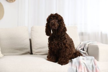 Evdeki kanepede şirin Cocker Spaniel köpeği, mesaj için yer var.