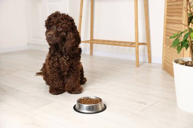Şirin Cocker Spaniel. Evde köpek mamasıyla beslenme kabının yanında. Mesaj atmak için yer var.