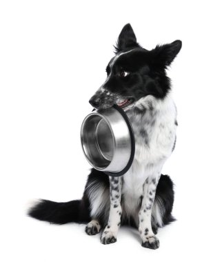 Beyaz arka planda beslenme kabı olan şirin bir Border Collie köpeği.