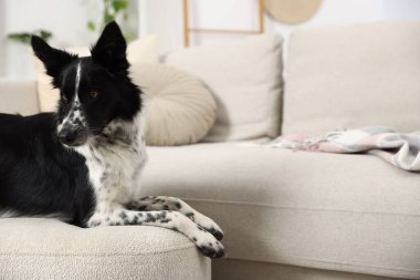 Pouf in house 'daki şirin Border Collie köpeği. Metin için boşluk