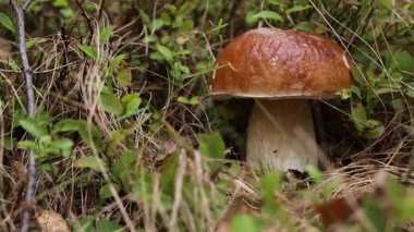 Ormanda yetişen güzel Porcino mantarı, yakın plan. Kamera sağa hareket ediyor