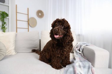 Evdeki kanepede tatlı Cocker Spaniel köpeği.