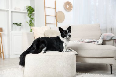 Pouf 'un içinde şirin bir Border Collie köpeği.