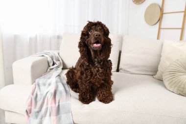 Evdeki kanepede tatlı Cocker Spaniel köpeği.