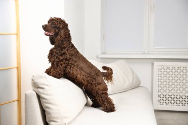 Evdeki kanepede şirin Cocker Spaniel köpeği, mesaj için yer var.