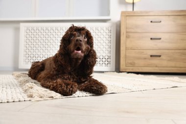Şirin Cocker Spaniel köpeği evde yerde, mesaj için yer var.