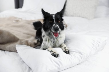 Yataktaki şirin Sınır Köpeği Collie.