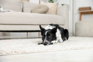 Şirin Border Collie köpeği yerde yatıyor.