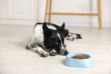 Tatlı Border Collie köpeği ve evde yemek kasesi.