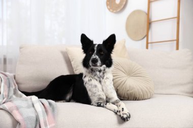 Şirin bir Border Collie köpeği.