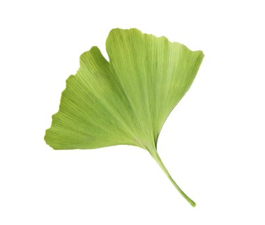 Bir ginkgo biloba yaprağı beyaza izole edilmiş.