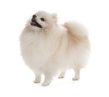 Beyaz arka planda sevimli pomeranya köpeği