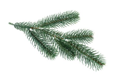 Beyaza izole edilmiş yapay köknar ağacı dalları. Noel dekoru