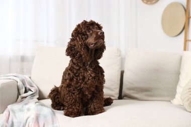 Evdeki kanepede şirin Cocker Spaniel köpeği, mesaj için yer var.