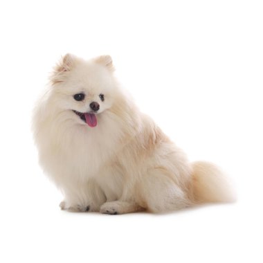 Beyaz arka planda sevimli pomeranya köpeği