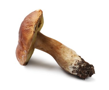 Bir taze Porcini mantarı beyaza izole edilmiş.