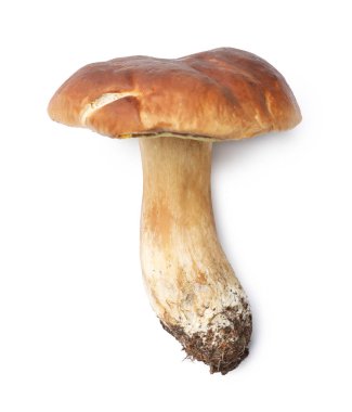 Bir taze Porcini mantarı, beyaz, üst manzara