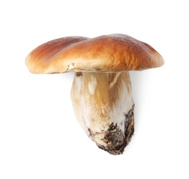 Bir taze Porcini mantarı, beyaz, üst manzara