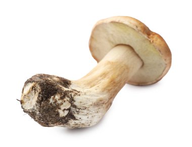 Bir taze Porcini mantarı beyaza izole edilmiş.