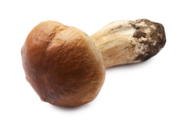 Bir taze Porcini mantarı beyaza izole edilmiş.