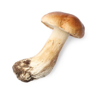 Bir taze Porcini mantarı, beyaz, üst manzara