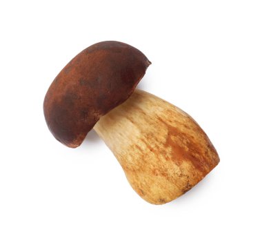 Bir taze Porcini mantarı, beyaz, üst manzara