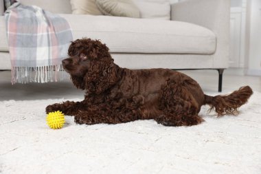 Şirin Cocker Spaniel köpeği evde yerde oyuncakla