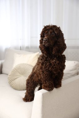 Evdeki kanepede tatlı Cocker Spaniel köpeği.