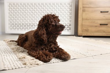 Şirin Cocker Spaniel köpeği evde yerde, mesaj için yer var.