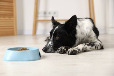 Tatlı Border Collie köpeği ve evde yemek kasesi.