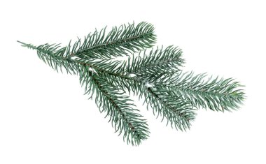 Beyaza izole edilmiş yapay köknar ağacı dalları. Noel dekoru