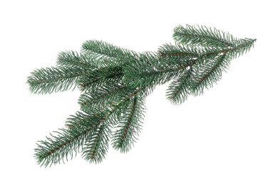 Beyaza izole edilmiş yapay köknar ağacı dalları. Noel dekoru