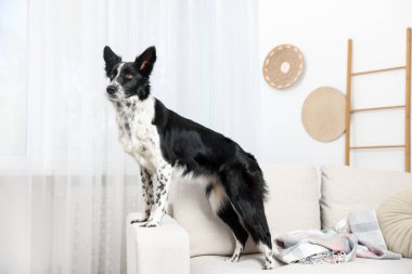 Şirin bir Border Collie köpeği.