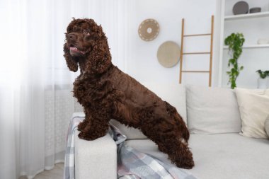 Evdeki kanepede tatlı Cocker Spaniel köpeği.