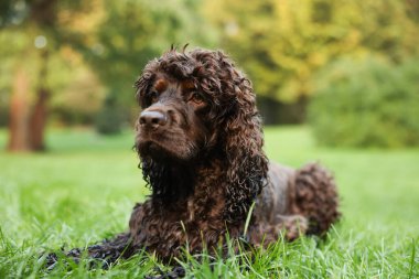 Güzel İrlanda su köpekleri parkta