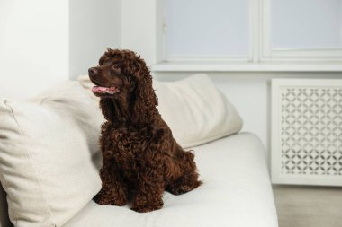 Evdeki kanepede şirin Cocker Spaniel köpeği, mesaj için yer var.