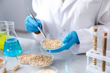 GDO konsepti. Bilimadamları laboratuardaki masada farklı tahıl örnekleriyle çalışıyorlar, yakın plan.