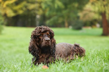 Parktaki güzel İrlanda su köpekleri. Metin için boşluk