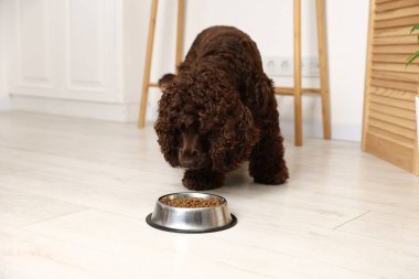 Şirin Cocker Spaniel, evde köpek mamasıyla birlikte yemek kasesinin yanında.