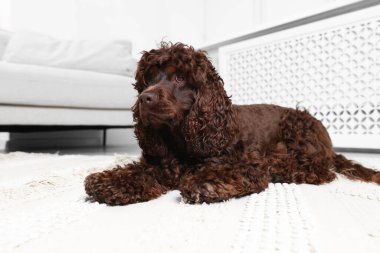 Şirin Cocker Spaniel köpeği evde yerde.