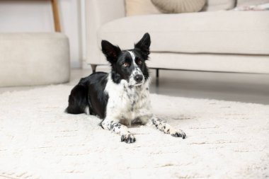 Şirin Border Collie köpeği yerde yatıyor.