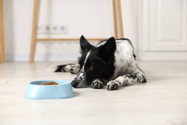 Tatlı Border Collie köpeği ve evde yemek kasesi.