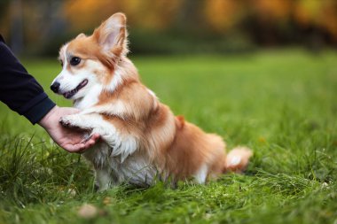 Şirin Pembroke Galli Corgi köpeği park sahibine patisini uzatıyor, yakın plan. Metin için boşluk