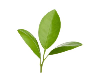 Beyazda yeşil yapraklı limon ağacı dalı