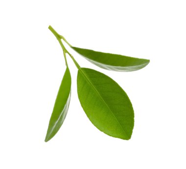 Beyazda yeşil yapraklı limon ağacı dalı
