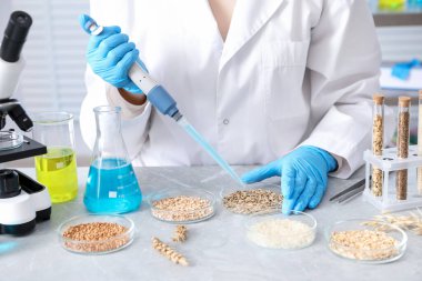 GDO konsepti. Şırıngayla çalışan bilim adamı laboratuardaki masada farklı tahıl örnekleriyle çalışıyor.