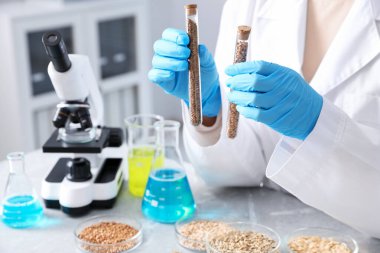 GDO konsepti. Bilimadamları, laboratuardaki deney tüplerinde ve petri kaplarında farklı tahıl örnekleriyle çalışıyorlar.